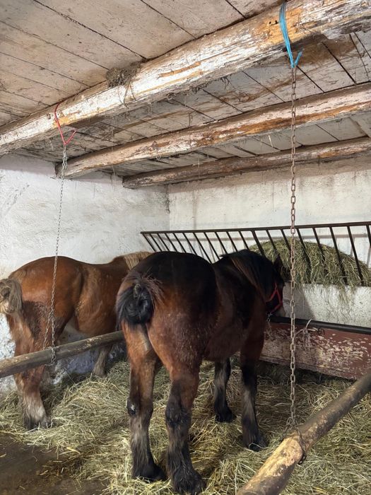 Iapă si manza  de vanzare