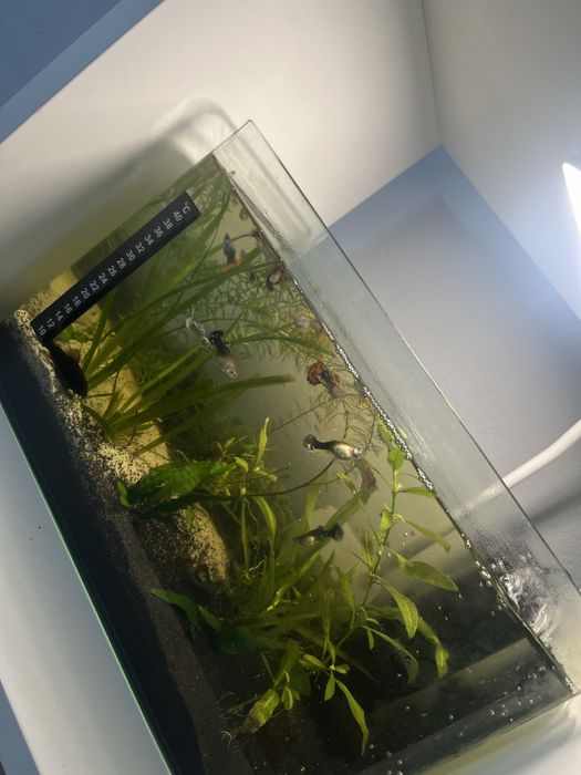 Acvariu cu pesti 25 L
