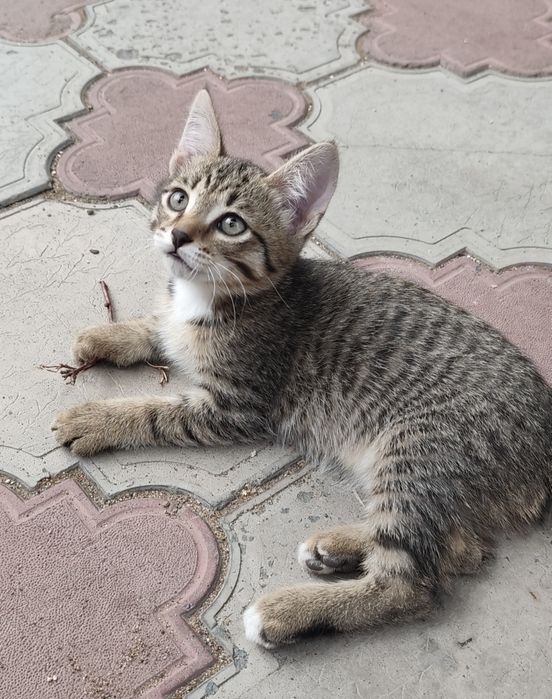Отдам котенка в добрые руки