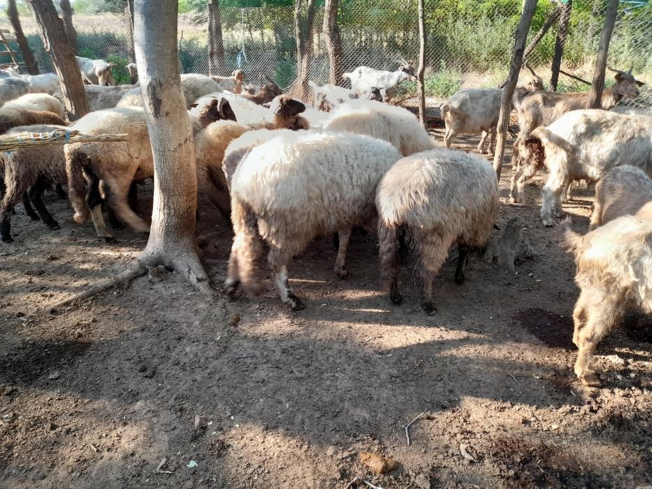 Berbeci si Tapi de vanzare