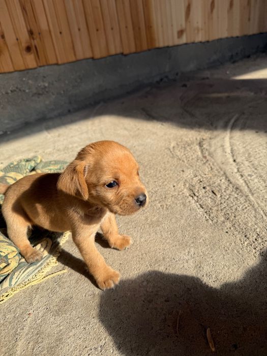 Породисти кученца пинчери