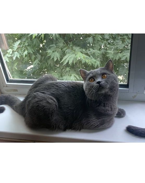 Шотландский кот на вязку