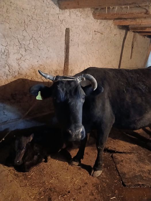 Бузаулы сиыр сатылады