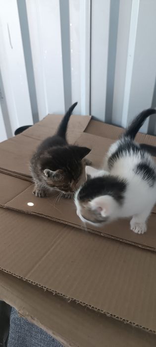 Отдам бесплатно котят