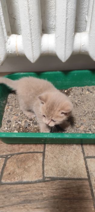 Отдам бесплатно котят мальчик и девочка