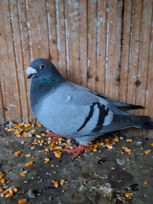 Porumbei de vanzare!