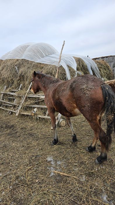 Продаем кобылу, 4 года