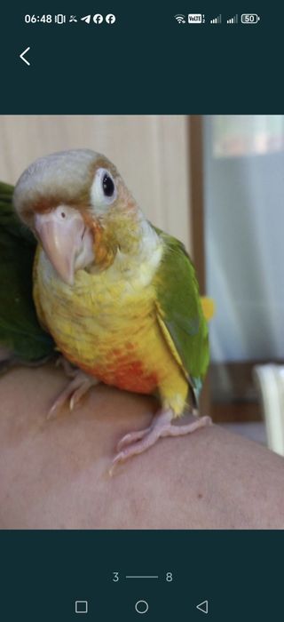 Продаётся ручной поаугай