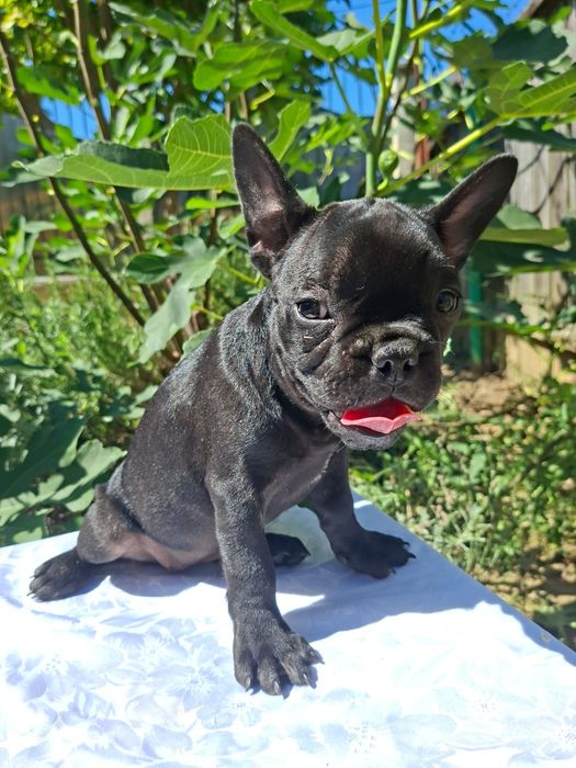 Buldog francez femela neagră