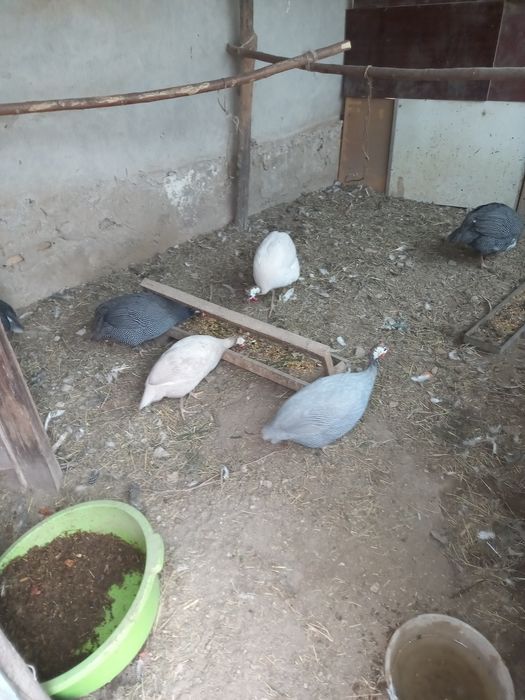 Sesarka (Tus tovuq) lar sotiladi!