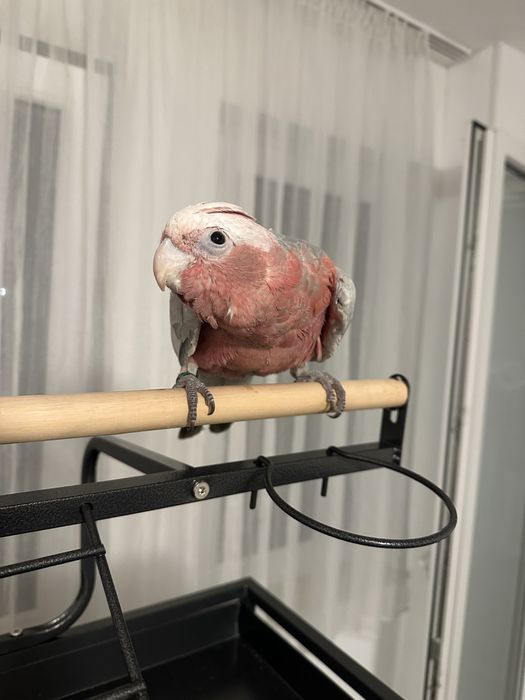 Papagal vorbitor pui Roza Kakadu ( Galah)  crescut la mana