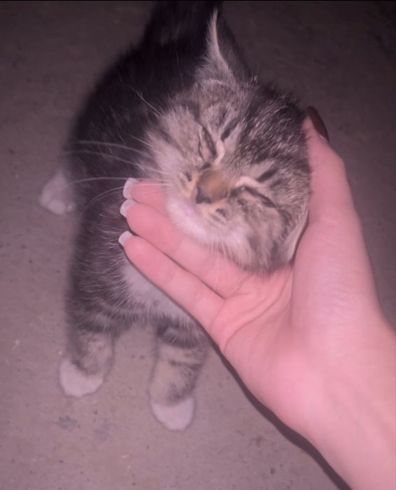 Котенок мальчик сладкий