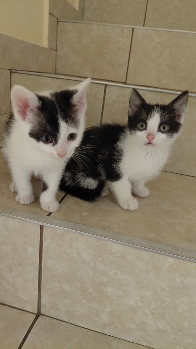 Donez 5 pui de pisica