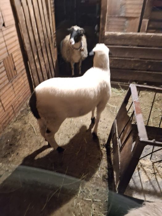 Продавам мъжко агне