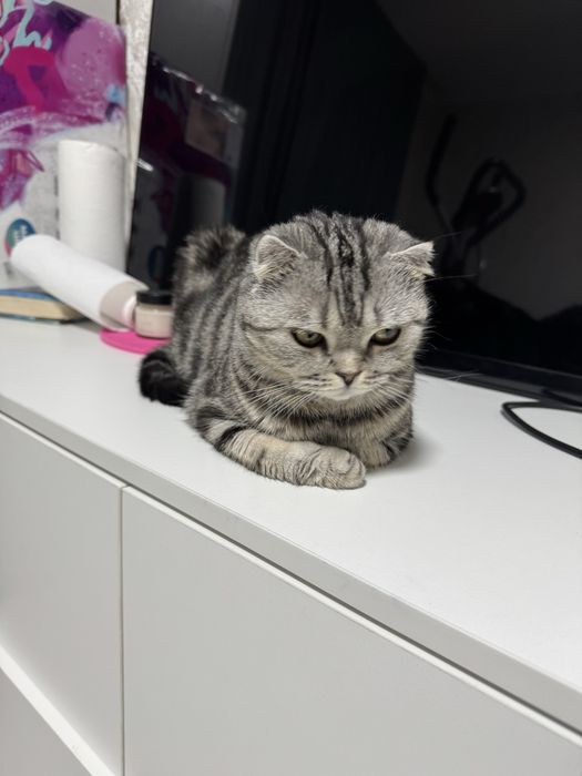 Отдам кошечку в хорошие руки