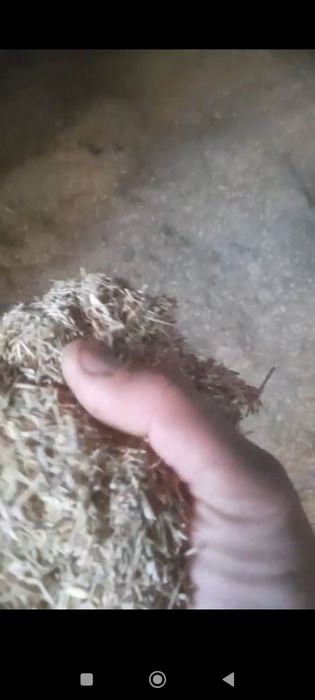 Beda va yantoq sotiladi...