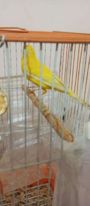 Продаю самца канарейка