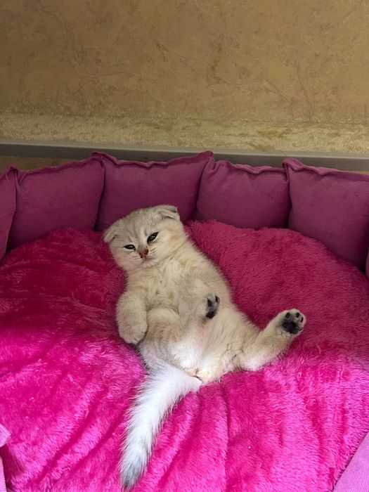 Породистые котята