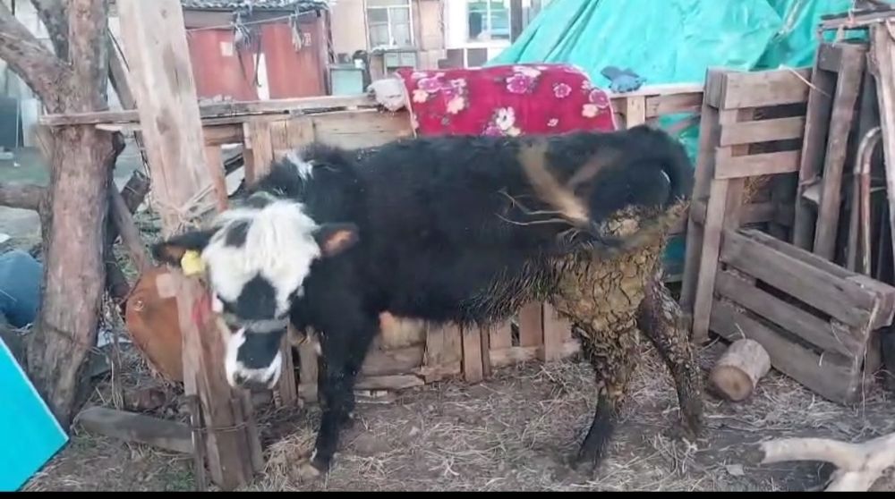 Продам телочку справная