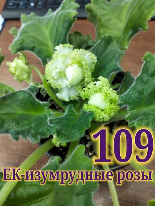 Продам сортовые фиалки