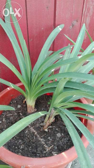 Crin african, Agapanthus (Lily of the Nile)
