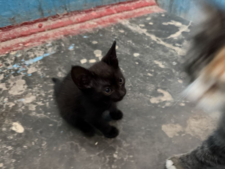 Маленкий котенок мальчик