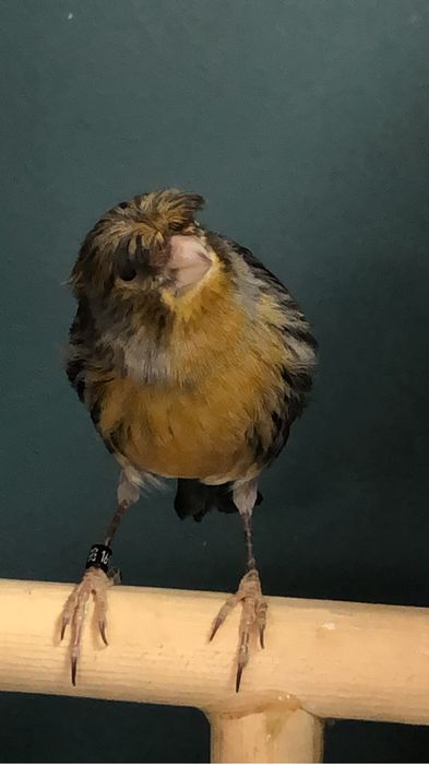 Канарейка (кенор) самец