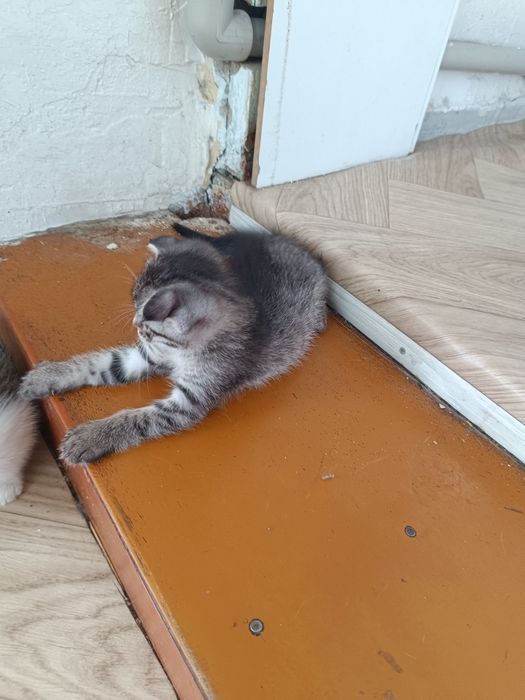 Отдам в хорошие руки срочно