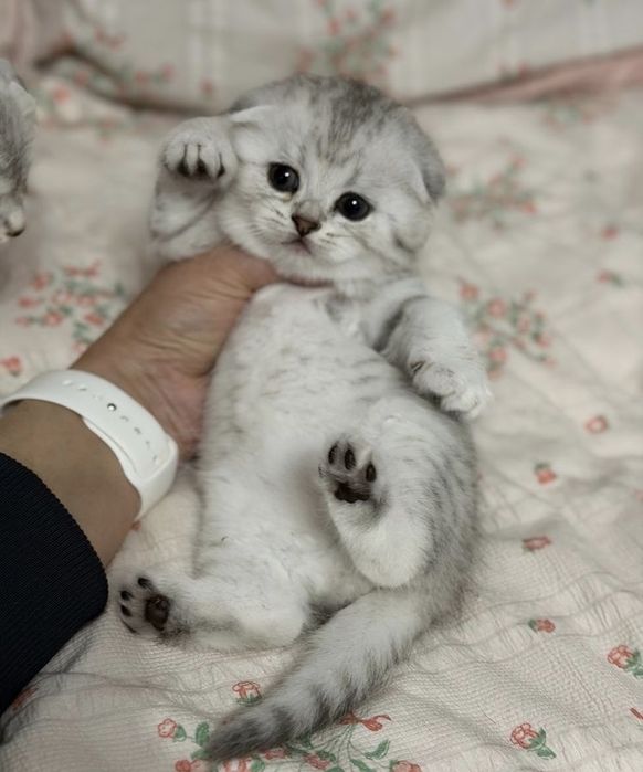 Шотландские котята