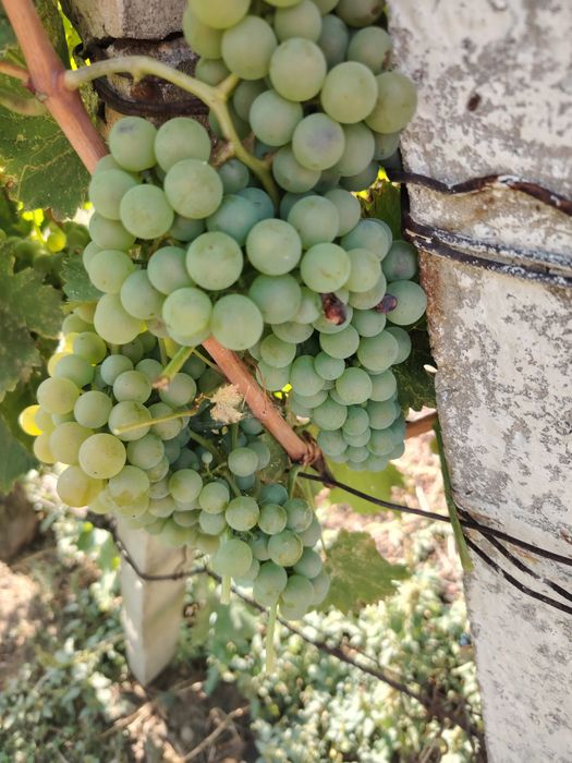 Struguri feteasca regală, calitate superioară, pentru consum și pentru vin. Locația Scobinți, Județul Iași. Preț 4,0 lei /kg ușor negociabil.