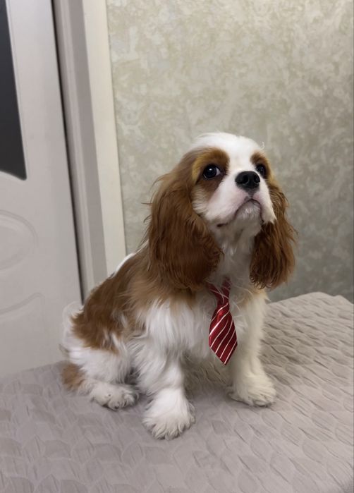 Щенки Кавалер Кинг Чарльз Спаниеля