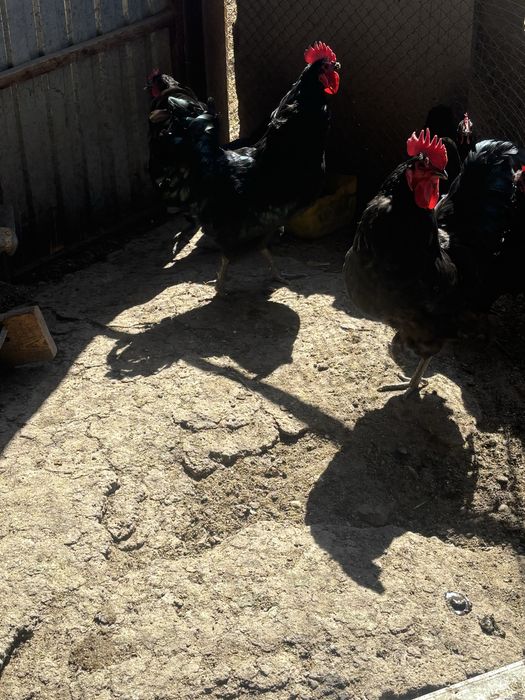 Инкубационные яйца австролорп