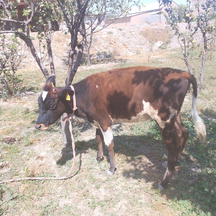 Yaxshi mol uzmniki
