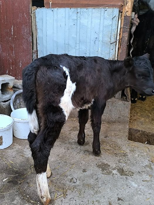 Продается теленок тёлочка