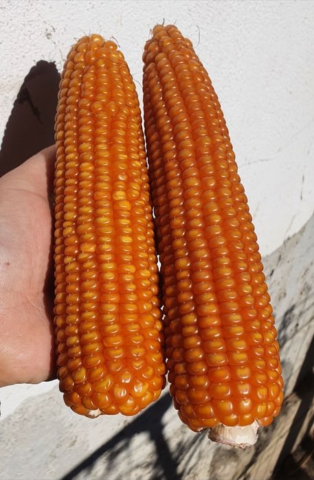 Vând porumb sticlos