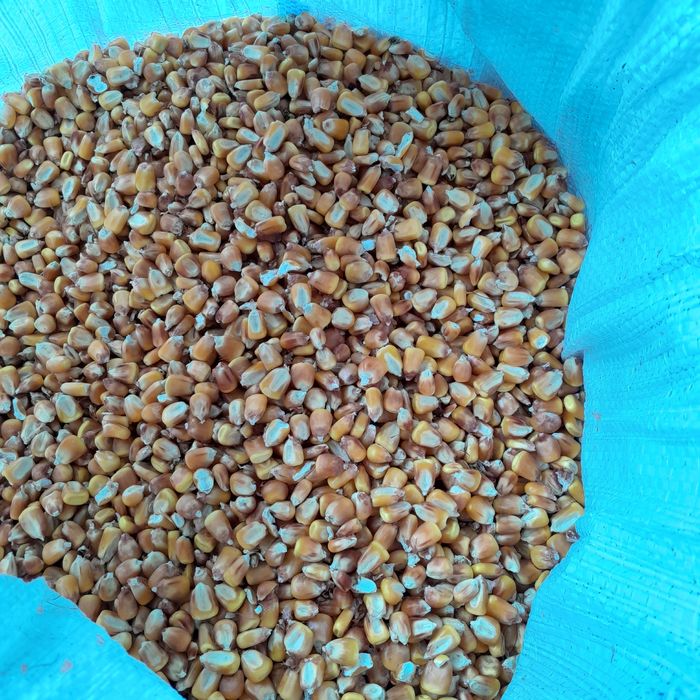 Vând porumb boabe