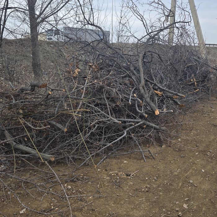 Дрова, отын бесплатно