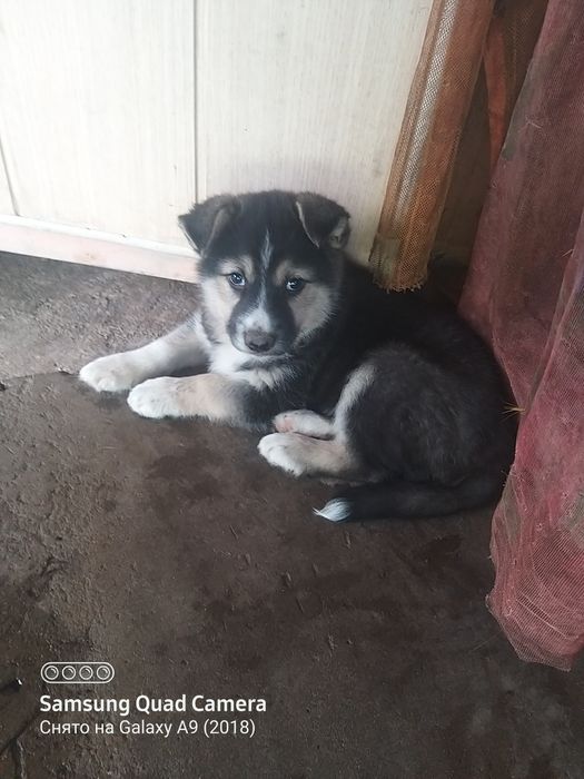 Щенки в хорошие руки