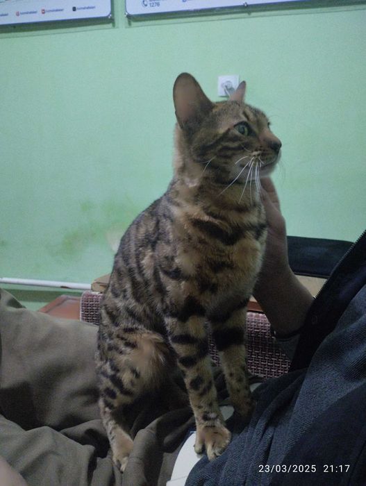 Bellan mushugi juda aqlli mushuk