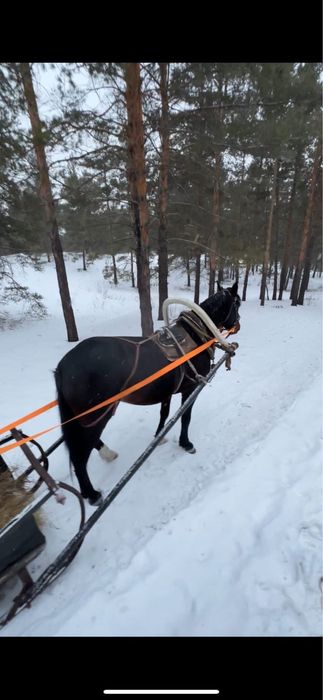 Айгыр жеребец семь лет
