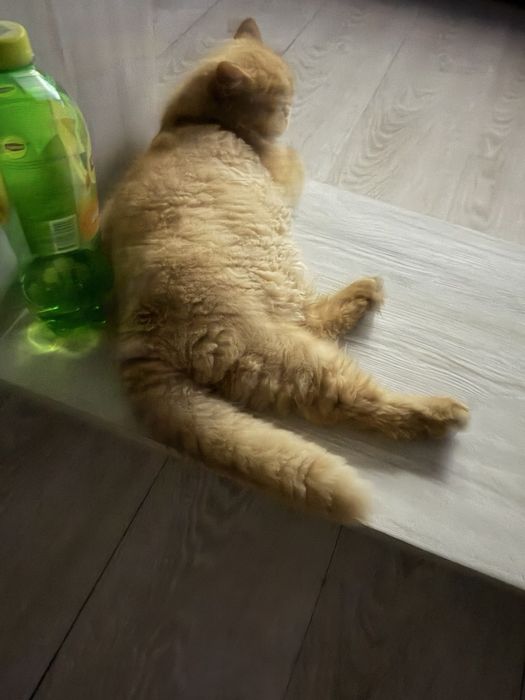 Котенок рыжий восемь месяцев