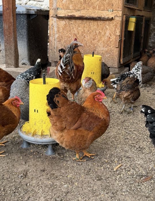 New Hampshire familie 1+5