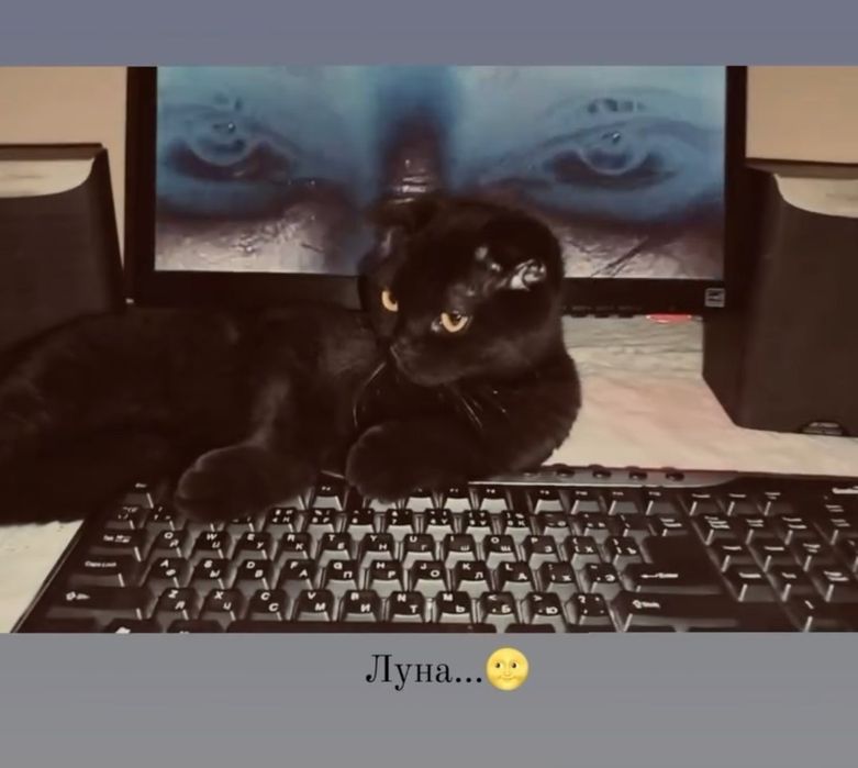 Skottish fold mushugi qiz bola 9 oylik aqilli mehribon