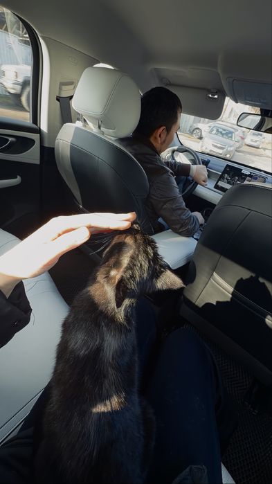 Кошка/котенок беременная