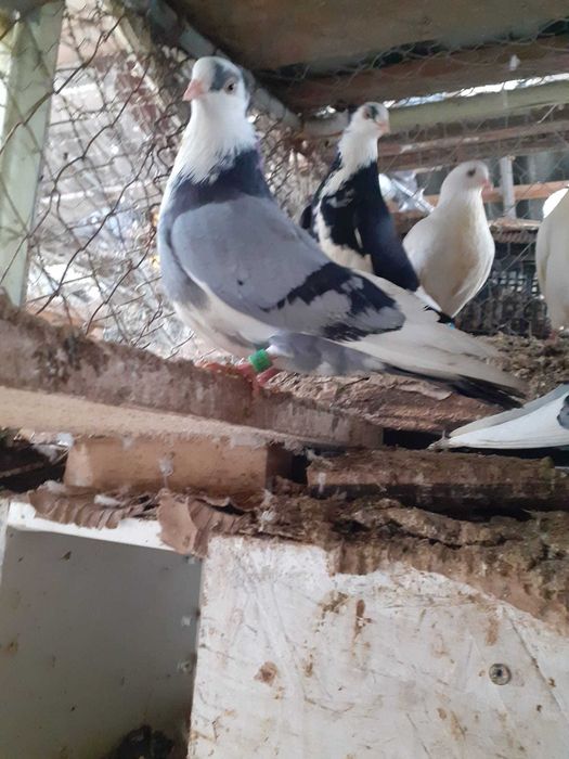 Vand porumbei jucatori galateni