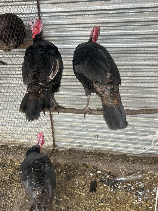 Үндік савхоз шардара