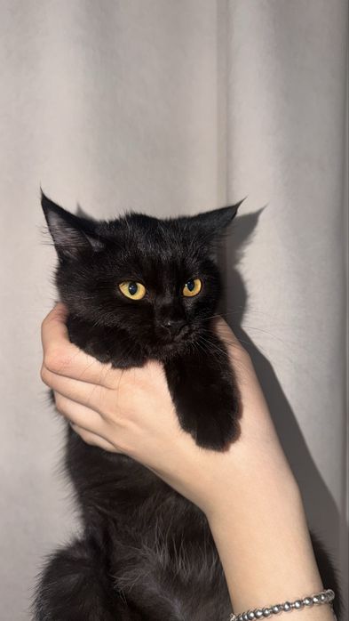 Британские котята