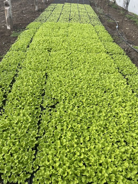 Разсад марул ягоди