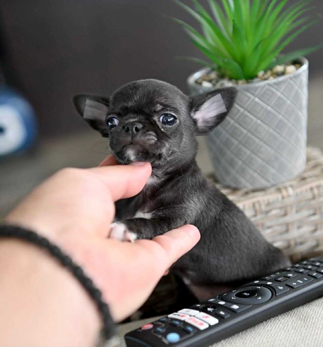 Мъжко мини чихуахуа