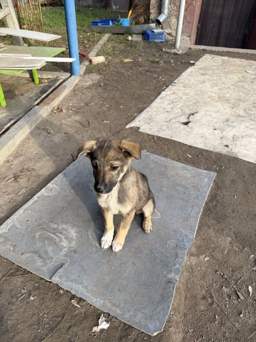 Отдам в добрые руки